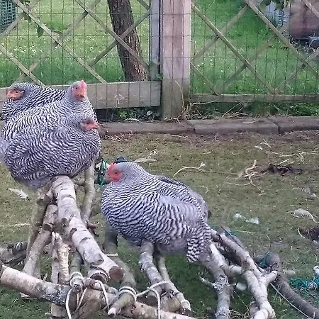 Bed & Breakfast Dastrup